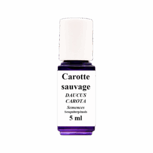 HE Carotte Sauvage