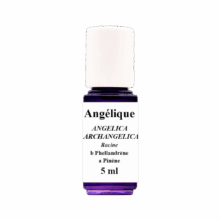 HE Angélique (Racines)