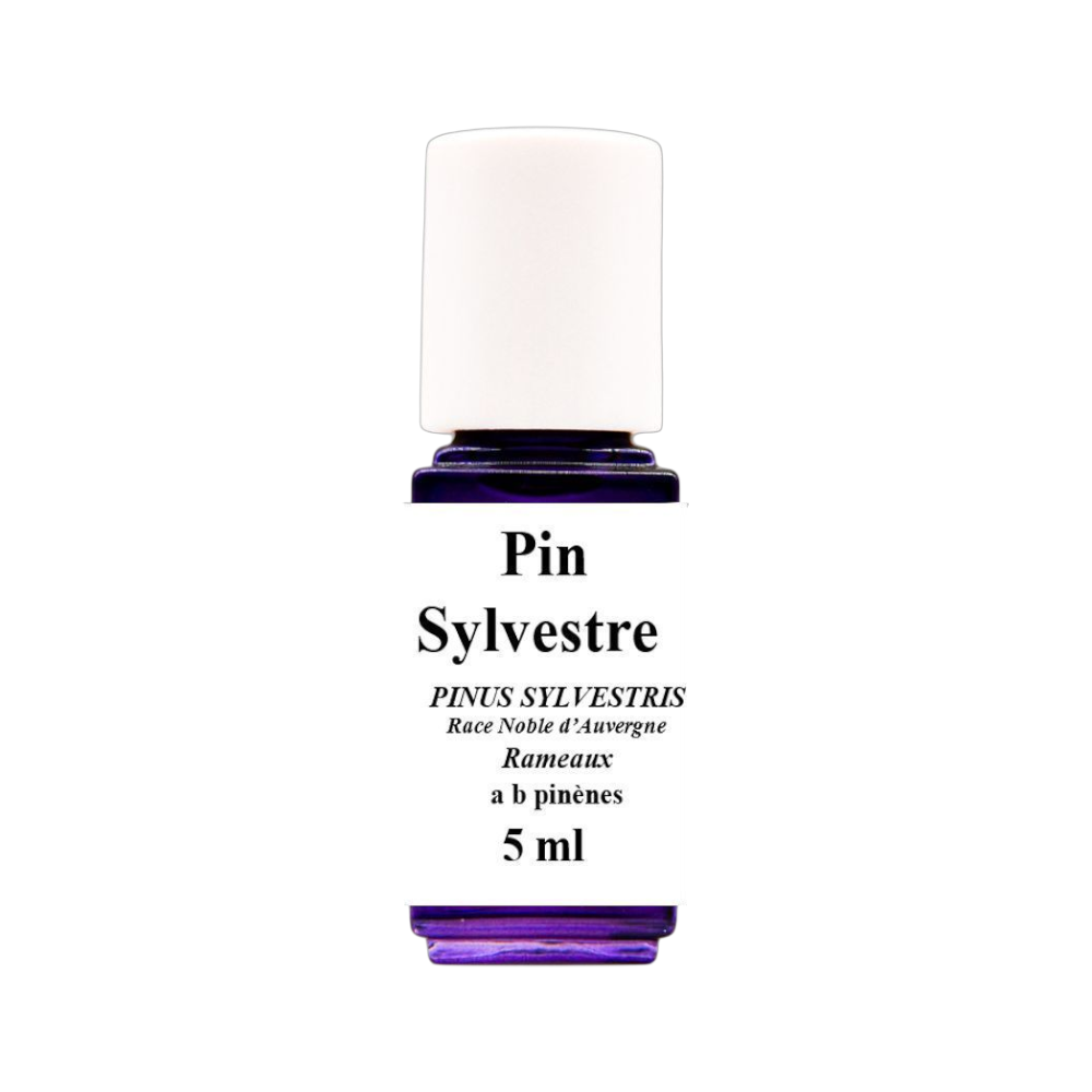 HE Pin sylvestre