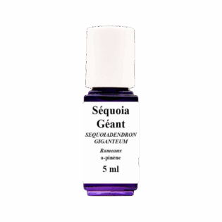 HE Séquoia Géant